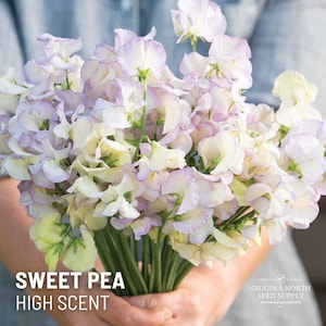 Sweet Pea High Scent  x 20 Seeds