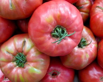 Tomato Mortgage Lifter x 20 Seeds