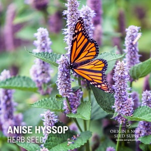 Anise Hyssop x 100 Seeds
