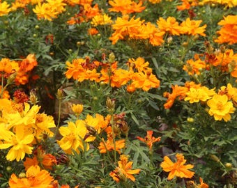 Sulphur Cosmos x 25 Seeds