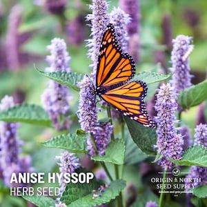 Anise Hyssop x 100 Seeds