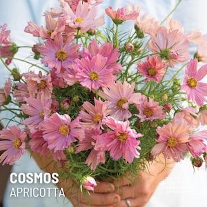 Cosmos Apricotta x 25 Seeds