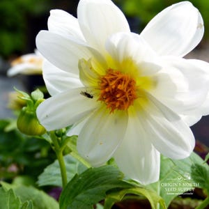 Dahlia Opera White x 20 Seeds
