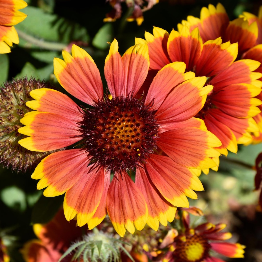 Captivating Indian Blanket Flower Seeds Wallpaper in HD Captivating Indian Blanket Flower Seeds Wallpaper in HD