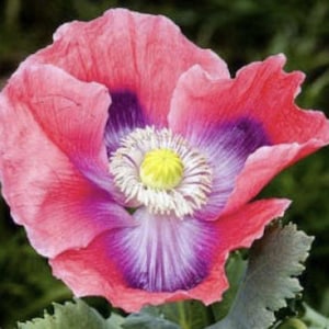 Poppy Hens and Chicks x 100 Seeds
