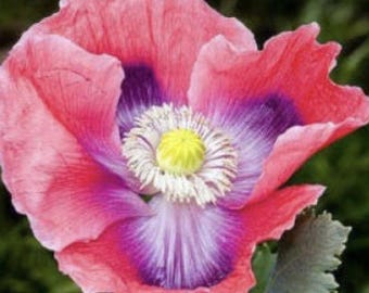 Poppy Hens and Chicks x 100 Seeds