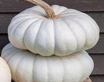 May include: Two large, white pumpkins stacked on top of each other. The pumpkins have a smooth, slightly bumpy texture and a light, almost cream-colored hue.