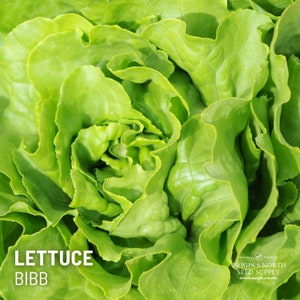 Lettuce Bibb x 200 Seeds