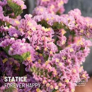 Statice Forever Happy x 50 Seeds