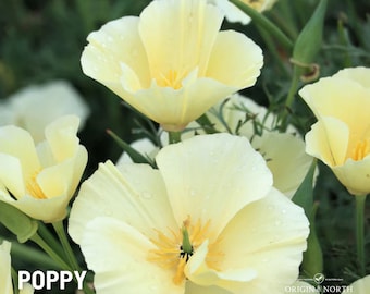 Poppy California Alba x 100 Seeds
