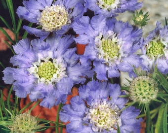 Scabiosa Blue  Flower x 25 Seeds