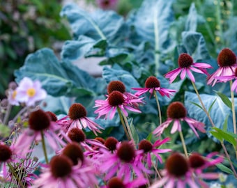 Overstock Grab Bag x 5 seed packs