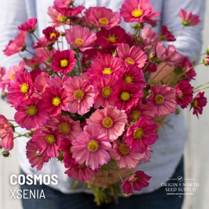 Cosmos Xsenia x 25 Seeds