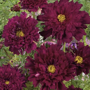 Cosmos Double Click Cranberries  x 25 Seeds