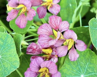 Nasturtium Purple Emperor x 25 Seeds
