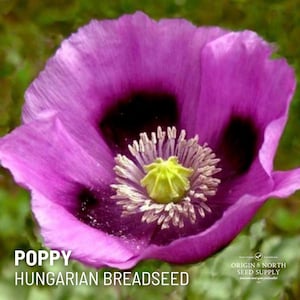 Poppy Hungarian Breadseed x 100 Seeds