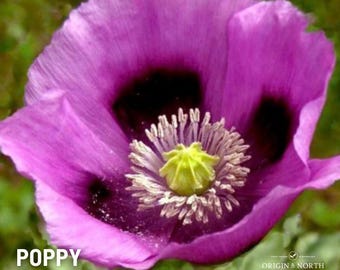 Poppy Hungarian Breadseed x 100 Seeds