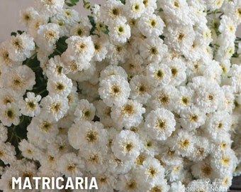 May include: A bunch of white Matricaria Tetra White flowers. The flowers are small and have a yellow center. The flowers are arranged in a bouquet.