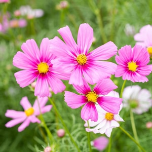 Cosmos Radiance x 25 Seeds