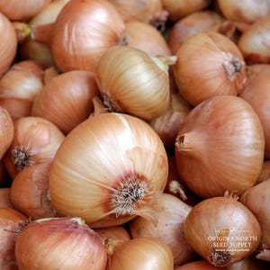 Onion Yellow Sweet Spanish x 100 Seeds