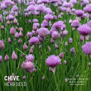 Chives x 100 Seeds