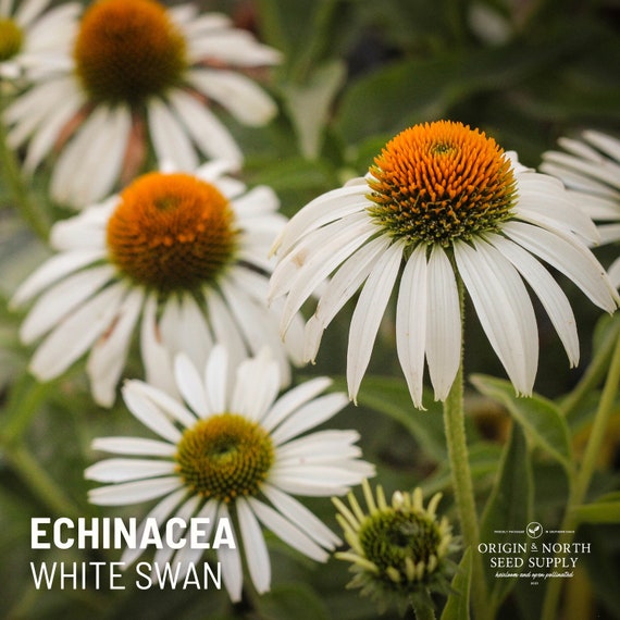 Echinacea White Swan X 25 Seeds - Etsy