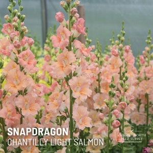 Snapdragon Chantilly Light Salmon  x 25 Seeds