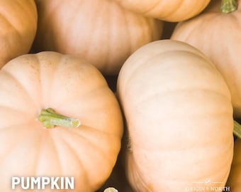 May include: A close-up of several pale orange pumpkins, with one pumpkin in the center showing its stem. The pumpkins are labeled "Pumpkin Long Island Cheese" and "Origin & North Seed Supply".