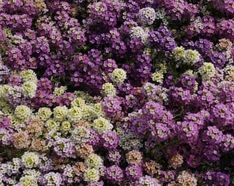 Alyssum Paletta Mix x 100 Seeds