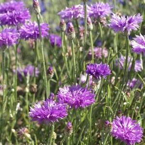 May include: A field of vibrant purple cornflowers in full bloom. The flowers have delicate, fringed petals and are surrounded by green stems and leaves. The image captures the natural beauty of these wildflowers.