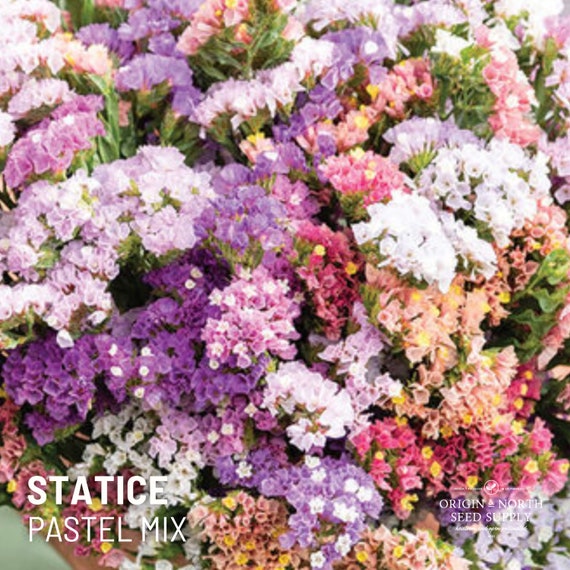 Pastel Mix Statice x 25 Seeds, Heirloom Flower Seeds