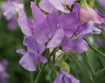 Sweet Pea Mammoth Lavender x 20 Seeds