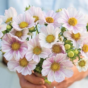 Cosmos Versailles Flush  x 25 Seeds