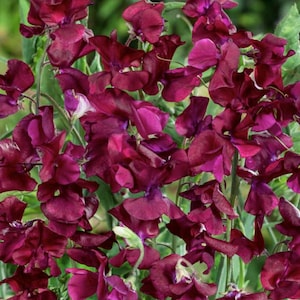 Sweet Pea Royal Maroon x 20 Seeds