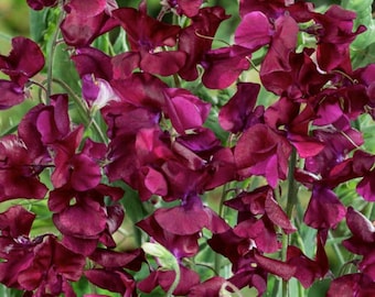 Sweet Pea Royal Maroon x 20 Seeds