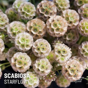 Scabiosa Starflower  x 25 Seeds
