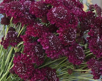 Scabiosa Merlot Red  x 25 Seeds