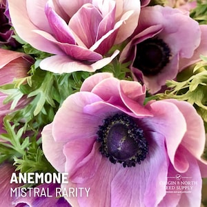 Anemone - Mistral Rarity