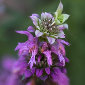 Bee Balm Lemon Mint x 50 Seeds