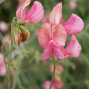 Sweet Pea Miss Wilmott x 20 Seeds