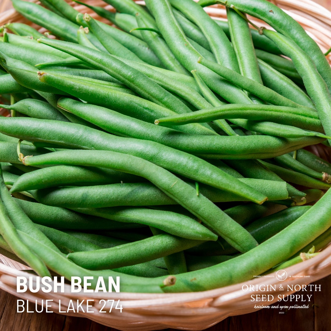Blue Lake 274 Bush Bean - 50 Seeds - Non-gmo Vegetable Seeds - Etsy