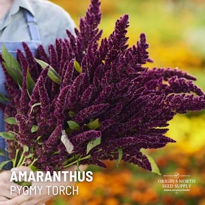 Amaranto Pygmy Torch x 50 semillas