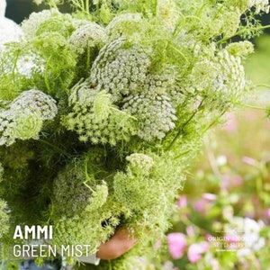 Ammi Green Mist x 50 Seeds