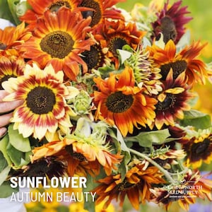 Sunflower Autumn Beauty  x 25 Seeds