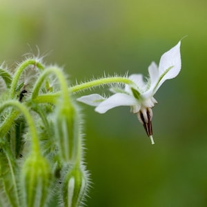 Borage White x 50 Seeds