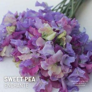 Sweet Pea Enchante  x 20 Seeds