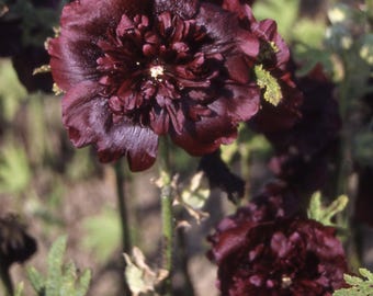 Hollyhock Double Maroon x 25 Seeds