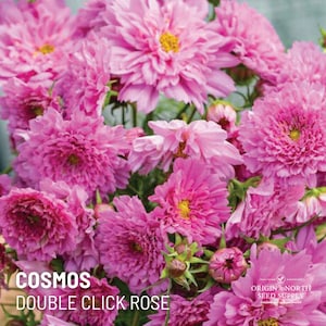 Cosmos Double Click Rose x 25 Seeds