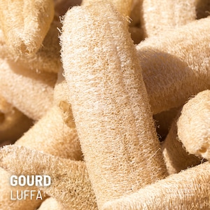Gourd Luffa x 15 Seeds