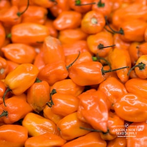 Pepper Aji Habanero Hot x 10 Seeds